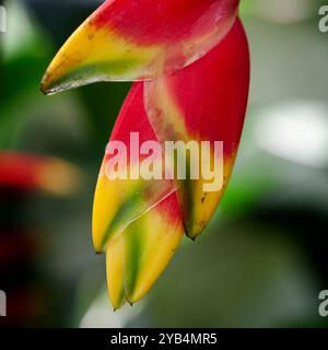 Fleur de griffe de homard suspendue, également connue sous le nom de faux oiseau de paradis, Heliconia rostrata. Thaïlande Banque D'Images