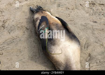 Moss Landing, Californie, États-Unis. 16 octobre 2024. Lion de mer morte sur la plage avec indications de mort par enchevêtrement dans le filet. Crédit : Tim Fleming/Alamy Live News Banque D'Images