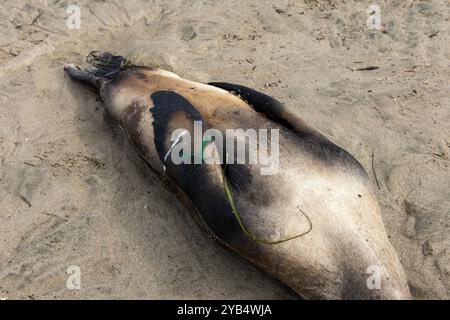 Moss Landing, Californie, États-Unis. 16 octobre 2024. Lion de mer morte sur la plage avec indications de mort par enchevêtrement dans le filet. Crédit : Tim Fleming/Alamy Live News Banque D'Images