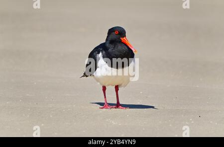 Bruny Island, Tasmanie, Australie Banque D'Images