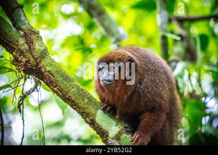 Singe Madidi Titi (Plecturocebus aureipalatii) de l'Amazonie péruvienne Banque D'Images