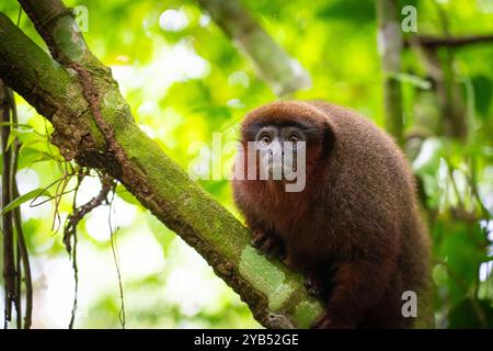 Singe Madidi Titi (Plecturocebus aureipalatii) de l'Amazonie péruvienne Banque D'Images