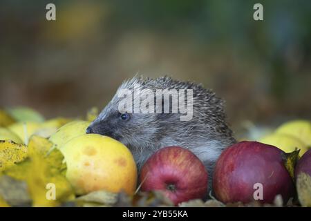 Hérisson européen (Erinaceus europaeus) animal adulte marchant sur des pommes tombées dans un jardin urbain avec des feuilles d'automne tombées à l'automne, Angleterre Banque D'Images