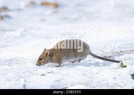 Rat brun (Rattus norvegicus) animal adulte à la recherche de nourriture sur un étang congelé, Angleterre, Royaume-Uni, Europe Banque D'Images