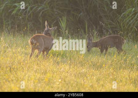 Cerf rodé (Capreolus capreolus), biche et fauve debout dans un pré, lumière chaude du matin, faune sauvage, basse-Saxe, Allemagne, Europe Banque D'Images