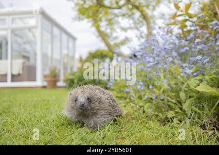 Hérisson européen (Erinaceus europaeus) animal adulte sur une pelouse de jardin urbain au printemps avec un conservatoire en arrière-plan, Angleterre, Unite Banque D'Images