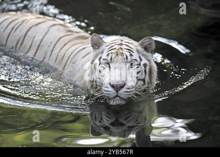 Tigre blanc du Bengale (Panthera tigris tigris), tigre du Bengale, tigre indien, adulte, eau, natation, chasse, captive, Inde, Asie Banque D'Images