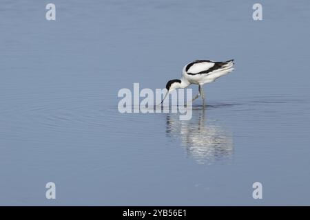 Pied avocet (Recurvirostra avosetta) adulte échassier se nourrissant en eau peu profonde, Angleterre, Royaume-Uni, Europe Banque D'Images