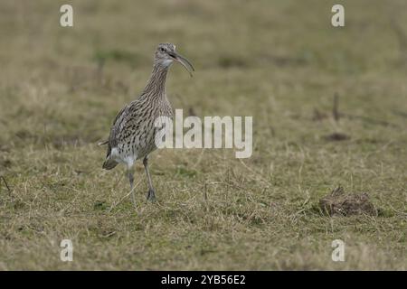 Courlis eurasien (Numenius arquata) échassier adulte faisant escale dans les prairies, Angleterre, Royaume-Uni, Europe Banque D'Images