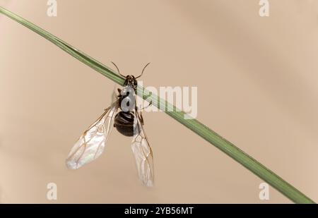 Fourmi de bois femelle ailée (spec. Formica) Après l'éclosion, Valais, Suisse, Europe Banque D'Images