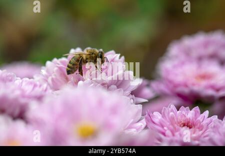 Gros plan, abeille (Apis) sur chrysanthème (Crysanthème) violet, Stuttgart, Bade-Wuerttemberg, Allemagne, Europe Banque D'Images