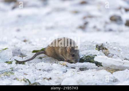 Rat brun (Rattus norvegicus) animal adulte à la recherche de nourriture sur un étang congelé, Angleterre, Royaume-Uni, Europe Banque D'Images