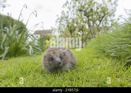 Hérisson européen (Erinaceus europaeus) animal adulte sur une pelouse de jardin urbaine au printemps à côté de l'herbe plus longue, Angleterre, Royaume-Uni, Europe Banque D'Images