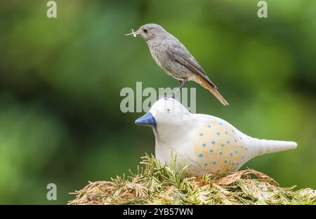 Rouge noir (Phoenicurus ochruros), femelle assise sur un oiseau en céramique dans le jardin avec de la nourriture dans son bec, basse-Saxe, Allemagne, Europe Banque D'Images