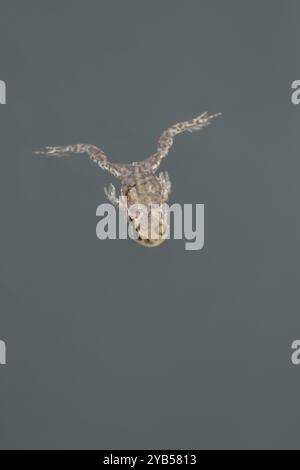 Crapaud commun (Bufo bufo) amphibien adulte nageant dans un étang, Angleterre, Royaume-Uni, Europe Banque D'Images