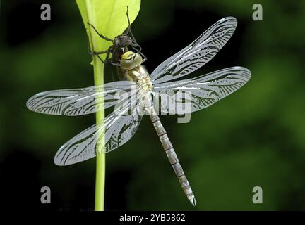 Grande libellule sur fond vert foncé Banque D'Images