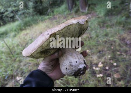 Gros champignon porcino à la main Banque D'Images