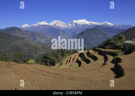 Rizières en terrasses dans la zone de conservation de l'Annapurna et la chaîne enneigée de Manaslu, Népal, Asie Banque D'Images