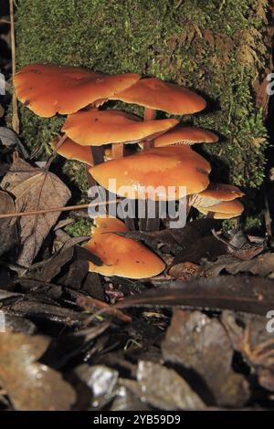 Flammulina velutipes est un champignon résistant au gel qui pousse pendant les mois d'hiver de septembre à avril sur des souches d'arbres Banque D'Images