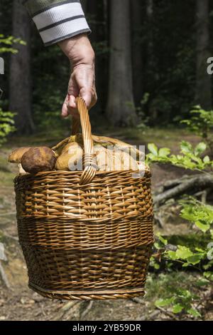 Les champignons sont transportés dans un panier Banque D'Images