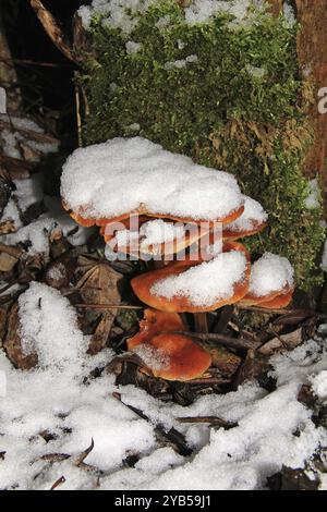 Flammulina velutipes est un champignon résistant au gel qui pousse pendant les mois d'hiver de septembre à avril sur des souches d'arbres Banque D'Images