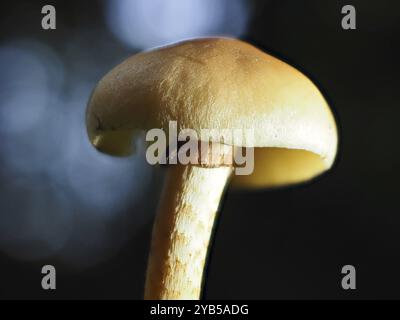 Têtes soufrées de champignons (Hypholoma), macro, arrière-plan flou, Rhénanie du Nord-Westphalie, Allemagne, Europe Banque D'Images