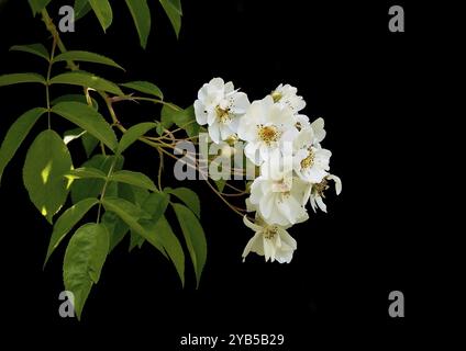 Branche de rose grimpante coupée avec des fleurs sur un fond noir Banque D'Images