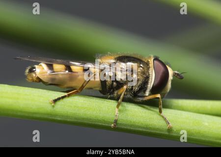 Macro d'un hoverfly Banque D'Images