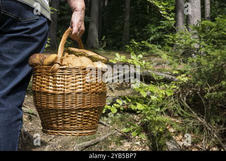 Les champignons sont transportés dans un panier Banque D'Images