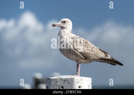 Jeune mouette Larus marinus sur un poste d'amarrage dans un port dans le nord des pays-Bas Banque D'Images