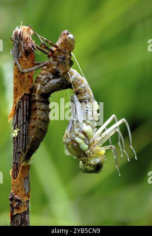 Southern Hawker pendant l'éclosion Banque D'Images