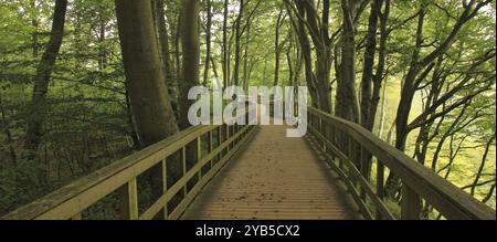 Gangplank dans une forêt de hêtres verts à Moens Klint, Danemark, Europe Banque D'Images