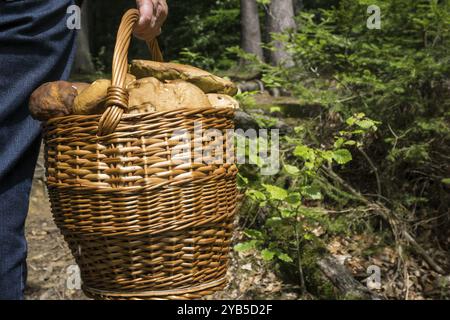 Les champignons sont transportés dans un panier Banque D'Images