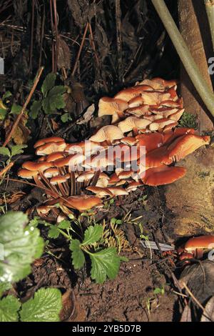 Flammulina velutipes est un champignon résistant au gel qui pousse pendant les mois d'hiver de septembre à avril sur des souches d'arbres Banque D'Images