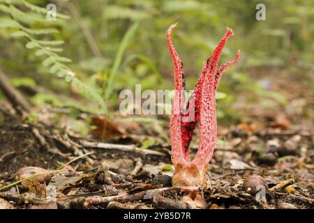 Champignon de poulpe dans la forêt, pieuvre Stinkhorn dans la forêt Banque D'Images