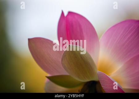 Vacratot, Hongrie - le beau Lotus sacré rose, Lotus indien (Nelumbo Nucifera) ou tout simplement Nys d'eau est l'une des deux espèces existantes de plantes aquatiques Banque D'Images