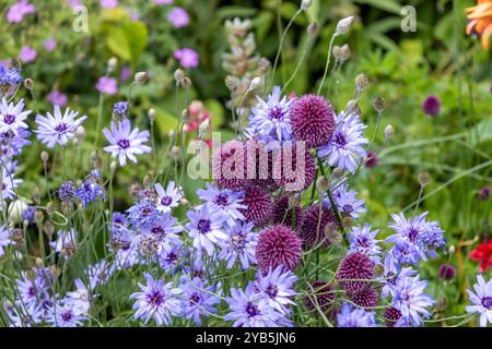 Fond de texture abstraite plein cadre de fleurs de fléchette de Cupidon (catananche caerulea) et de baguette de tambour allium (allium sphaerocephalon) dans une jolie Europea Banque D'Images