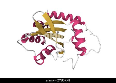 Structure cristalline du mutateur APOBEC3B de L'ADN GENOMIQUE du cancer. Modèle de dessin animé 3D, PDB 5cqd, schéma de couleurs de structure secondaire, fond blanc Banque D'Images