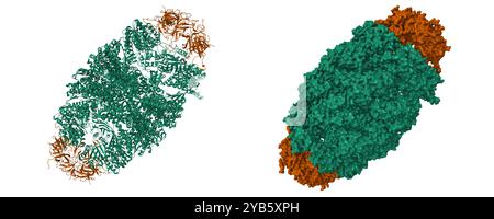 Structure cristalline du complexe "football" symétrique chaperonine mitochondriale humaine. Dessins animés 3D et modèles de surface moléculaire, PDB 4pj1 Banque D'Images