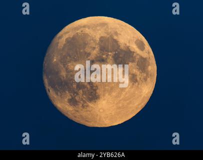 Lietzen, Allemagne. 16 octobre 2024. La lune, qui est visible à 99% et épilée à la cire, brille dans le ciel nocturne au-dessus de l'est du Brandebourg. Le 17.10.2024, la pleine lune peut être considérée comme une soi-disant superlune. La lune est appelée superlune lorsque la pleine lune apparaît particulièrement grande. La raison en est que la lune n'orbite pas autour de la Terre en cercle. « La lune orbite autour de la Terre sur une trajectoire elliptique », explique Uwe Pilz de l'Association des amis des étoiles. « C'est pourquoi il est parfois plus près de la Terre, parfois plus loin. » Crédit : Patrick Pleul/dpa/Alamy Live News Banque D'Images