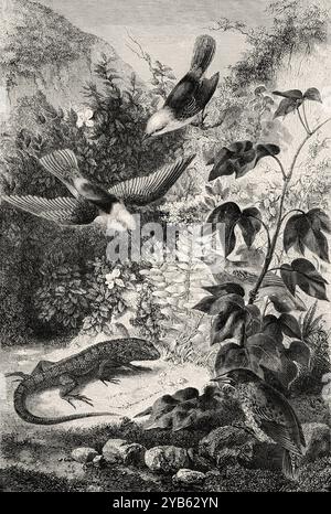 Reptiles et oiseaux des îles Galapagos. Pyrocephalus nanus (en haut), Tenagra darwin (avec ailes repliées), Sylvicola aureola (en bas à droite), Coctarnis assimilis (sur la pierre) Reptile, Leiocephalus gravi. Dessin de Rouyer. Voyages d'un naturaliste dans l'archipel des Galapagos, 1858 par Charles Darwin (1809-1882) le Tour du monde 1860 Banque D'Images
