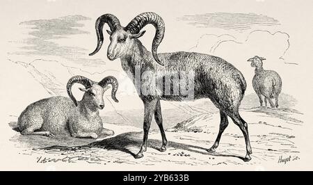 Ovis Ammon. L'argali ou mouton de montagne, est un mouton sauvage qui parcourt les hautes terres de l'ouest de l'Asie de l'est, l'Himalaya, le Tibet et les montagnes de l'Altaï. Russie. Dessin de Jean Victor Adam (1801-1866) voyage au pays des Yakuts. Russie asiatique, 1830-1839 par Uvarovski. Le Tour du monde 1860 Banque D'Images