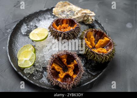 Fruits de mer crus, oursins exposés avec du caviar sur glace sur une plaque de mica noir sur un fond sombre. Photo de haute qualité Banque D'Images