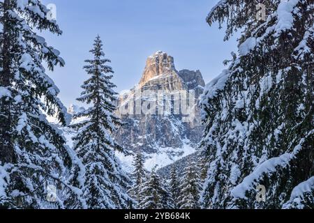 La montagne accidentée de Sassongher s'élève derrière des sapins chargés de neige dans les Dolomites, en Italie. Une scène hivernale avec un contraste naturel époustouflant de rock et Banque D'Images