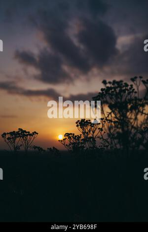 Coucher de soleil créant des couleurs vibrantes sur le ciel et rétrolittant les plantes au premier plan. Banque D'Images