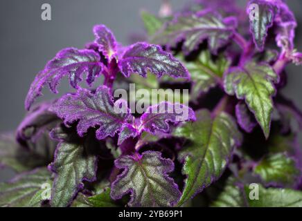 La Purple passion Plant est une plante en pot populaire pour la maison en raison de sa coloration inhabituelle. Natifs de l'Asie du Sud-est, ils sont populaires auprès des plantes Banque D'Images