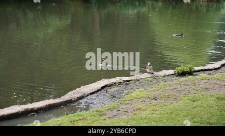 Canards dans les jardins de Chiswick Banque D'Images