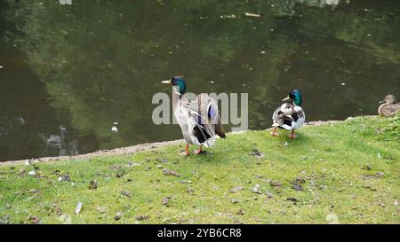 Canards dans les jardins de Chiswick Banque D'Images