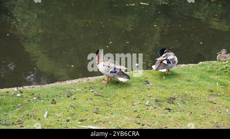 Canards dans les jardins de Chiswick Banque D'Images