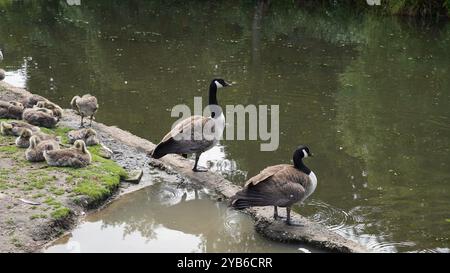 Canards dans les jardins de Chiswick Banque D'Images